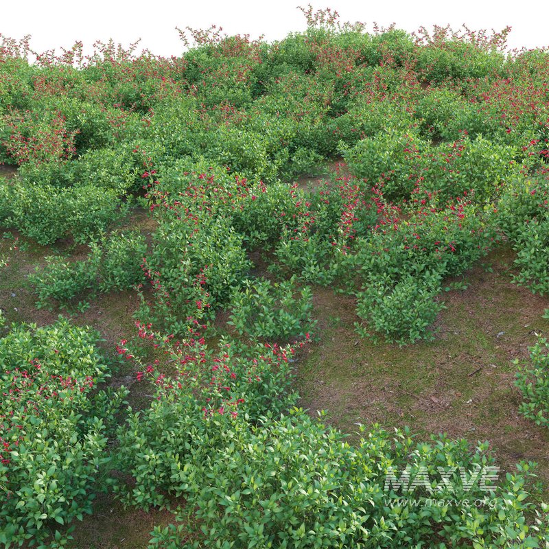 Salvia darcyi – Galeana Red Sage - Image 3
