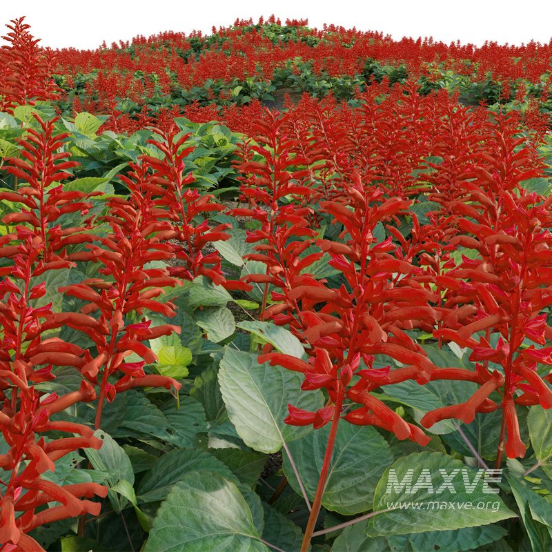 Salvia splendens – Scarlet Sage - Image 2