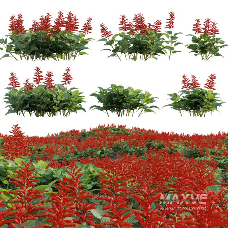 Salvia splendens – Scarlet Sage - Image 1