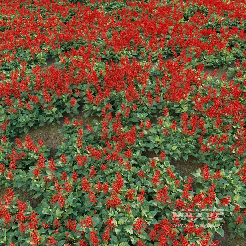 Salvia splendens – Scarlet Sage - Image 3