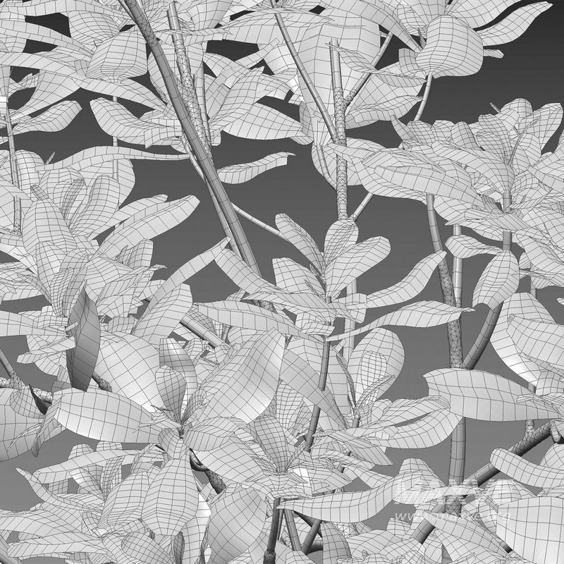 Scaevola taccada – beach naupaka - Image 4