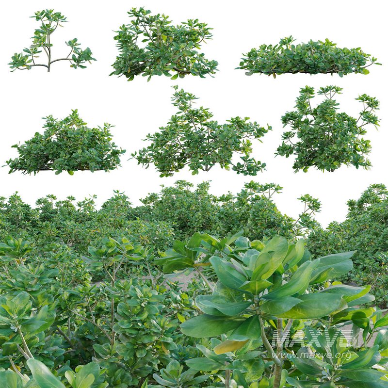 Scaevola taccada – beach naupaka - Image 1