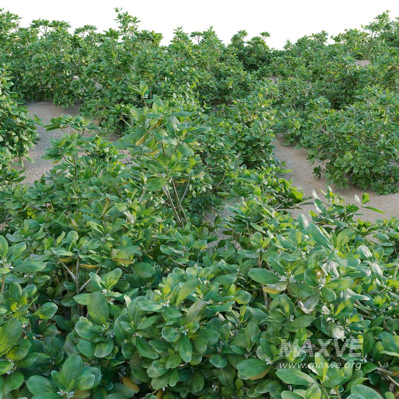 Scaevola taccada – beach naupaka - Image 2