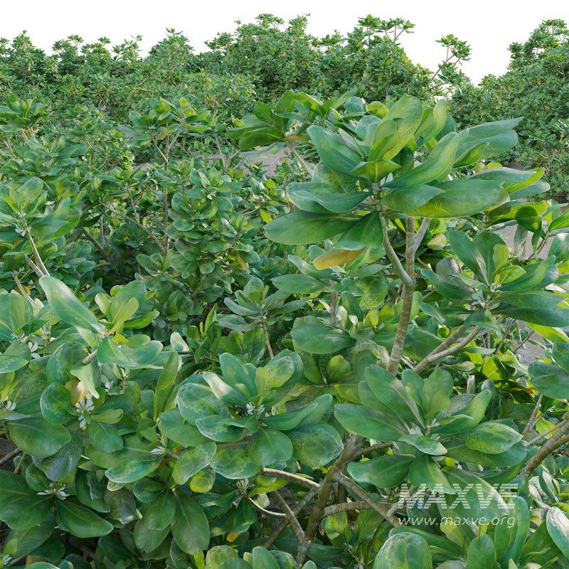 Scaevola taccada – beach naupaka - Image 3