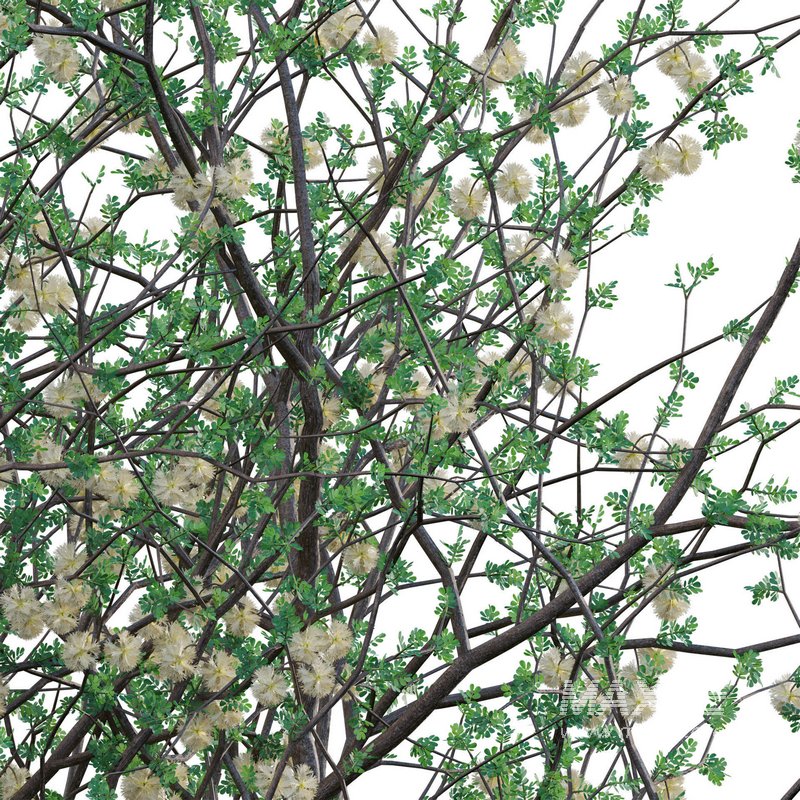 Senegalia mellifera – Acacia mellifera - Image 3