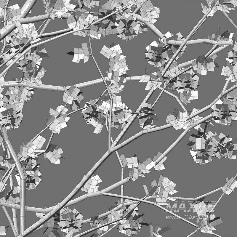 Senegalia mellifera – Acacia mellifera - Image 5