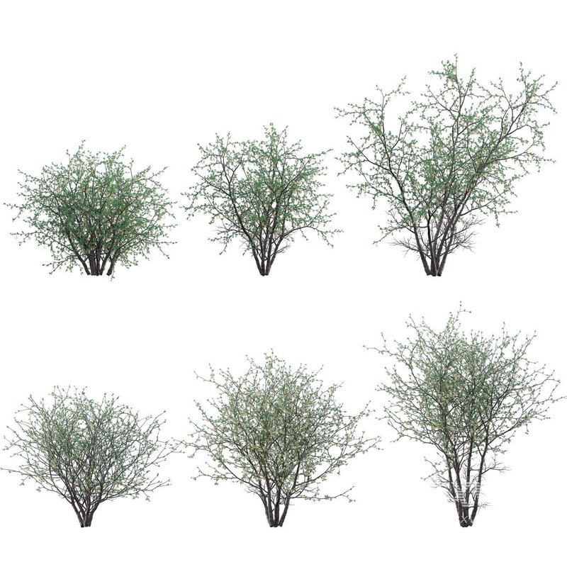 Senegalia mellifera – Acacia mellifera - Image 1