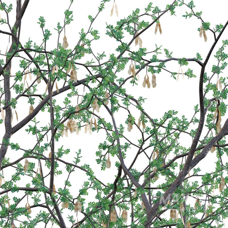 Senegalia mellifera – Acacia mellifera - Image 4