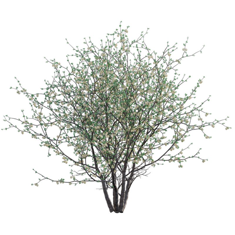 Senegalia mellifera – Acacia mellifera - Image 2