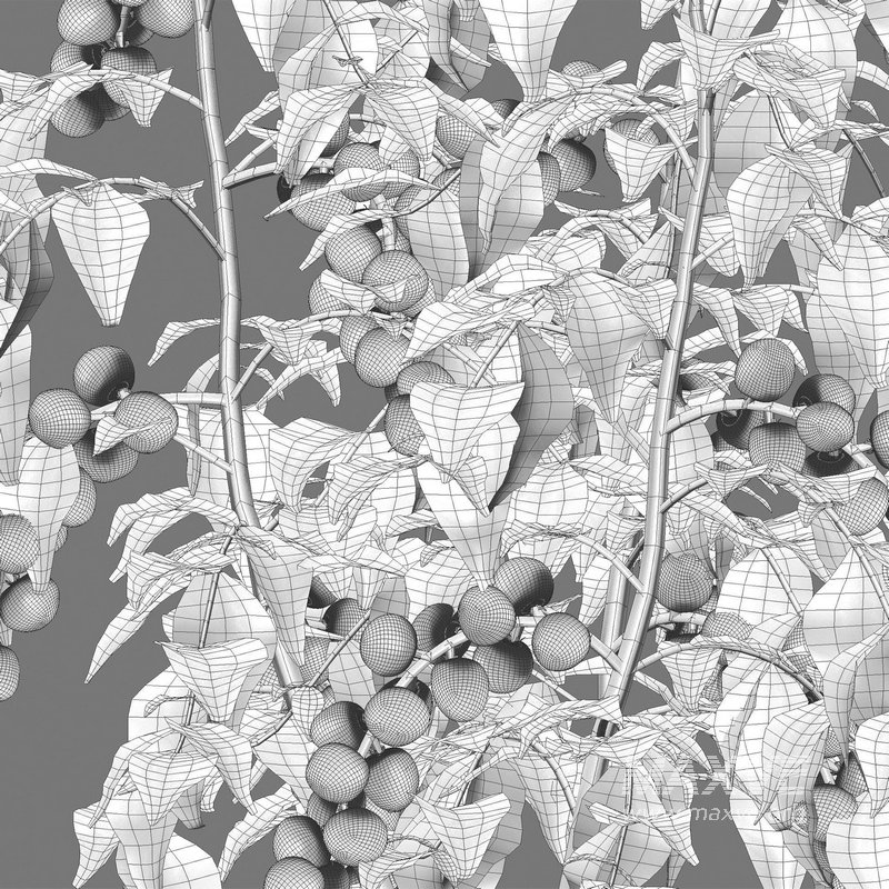 Solanum lycopersicum – Tomato tree - Image 4