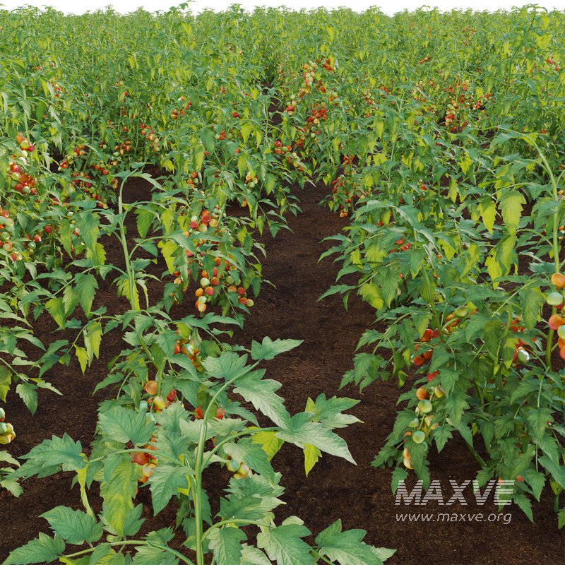 Solanum lycopersicum – Tomato tree - Image 3