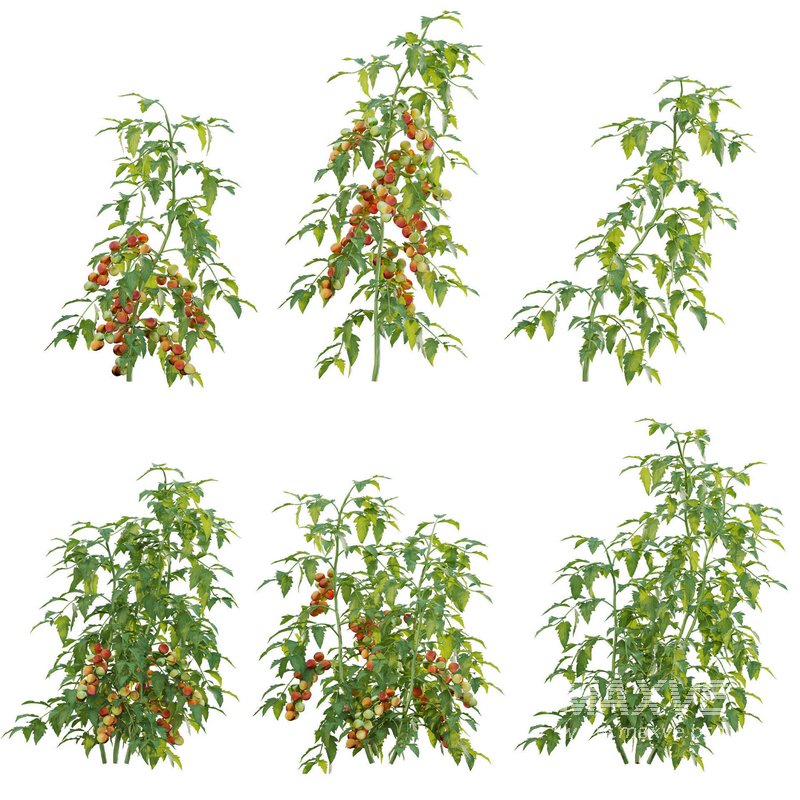 Solanum lycopersicum – Tomato tree - Image 1