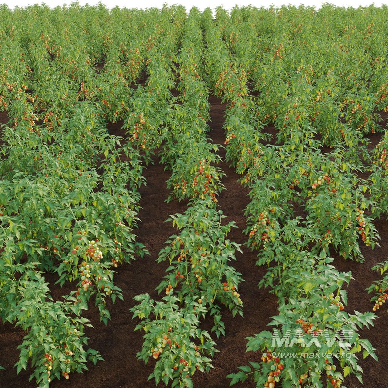 Solanum lycopersicum – Tomato tree - Image 2