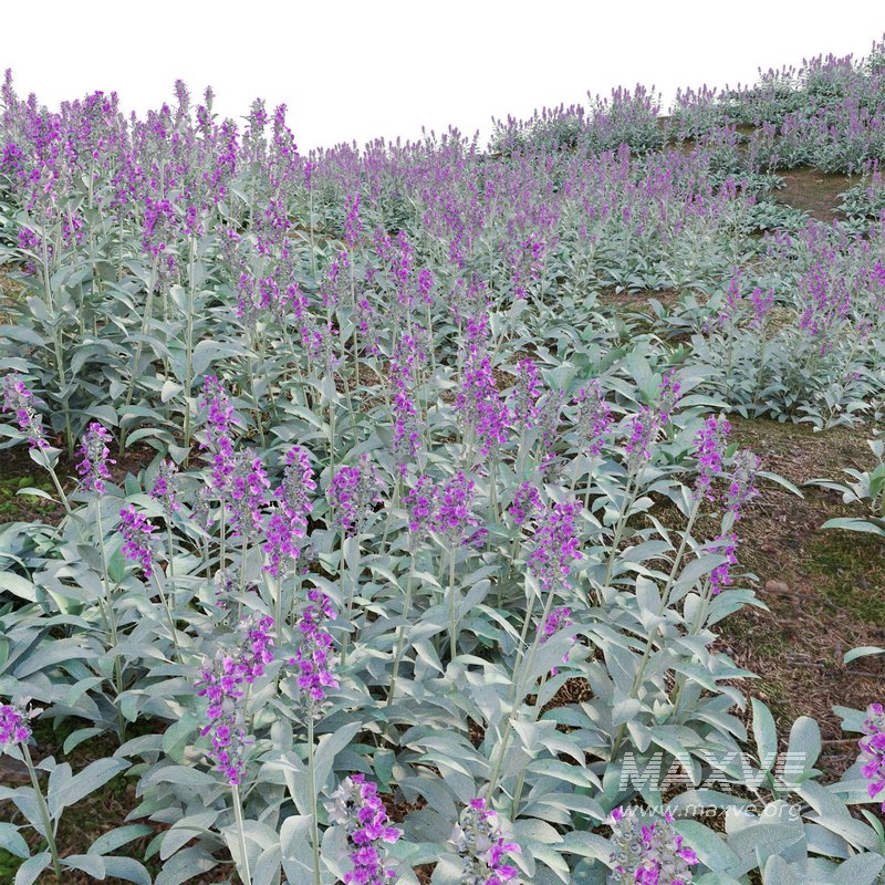Stachys byzantina – Lambs Ears - Image 3