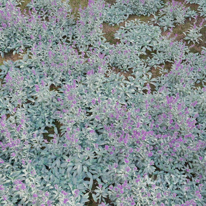 Stachys byzantina – Lambs Ears - Image 2