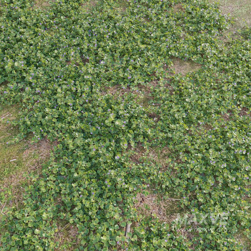 Stemodia verticillata grass - Image 3