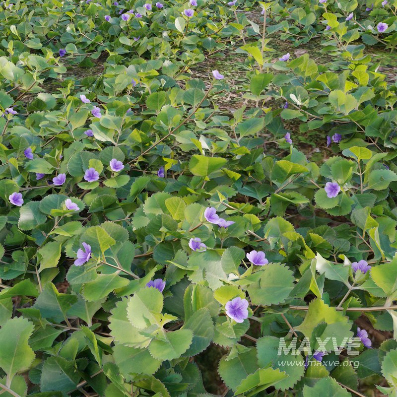 Stemodia verticillata grass - Image 4