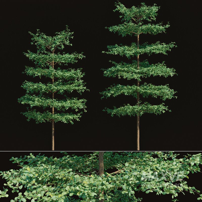 Terminalia mantaly – Bucida molineti 02 - Image 1