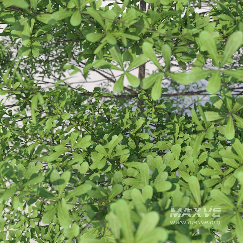 Terminalia mantaly - Image 2