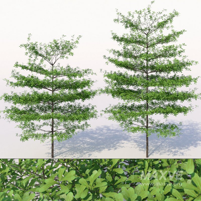 Terminalia mantaly - Image 1