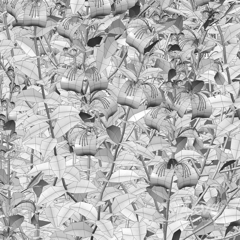 Teucrium fruticans – Bush Germander - Image 5