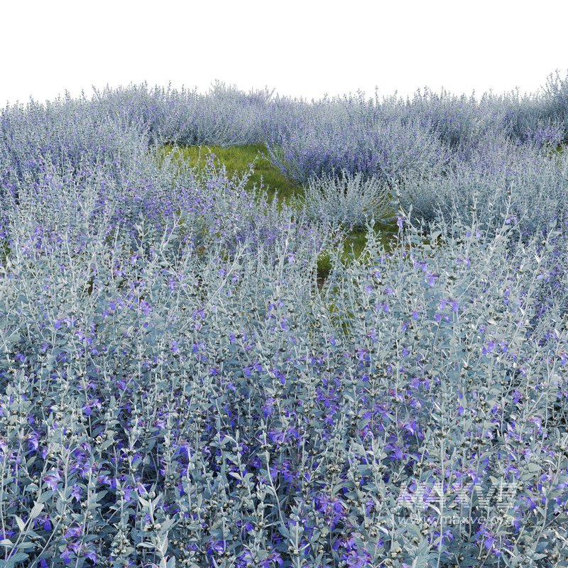 Teucrium fruticans – Bush Germander - Image 3