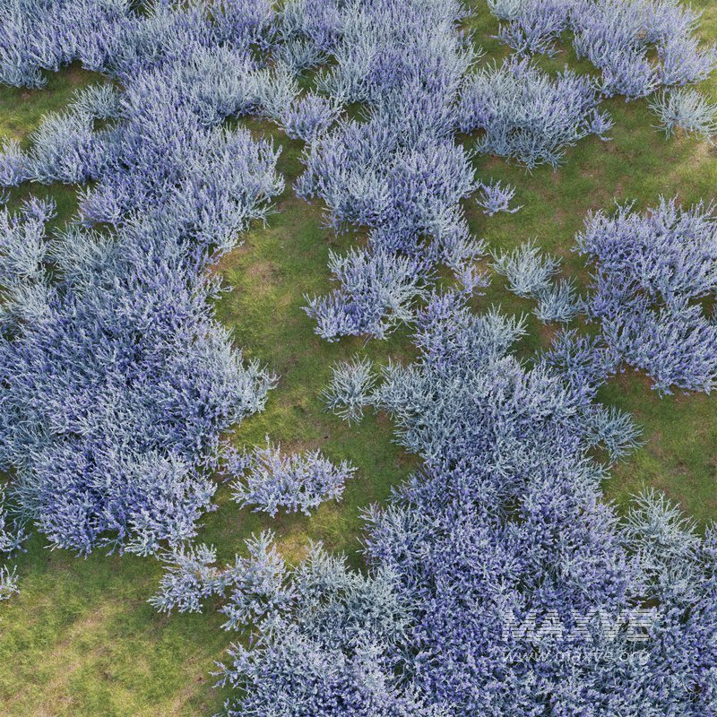 Teucrium fruticans – Bush Germander - Image 4