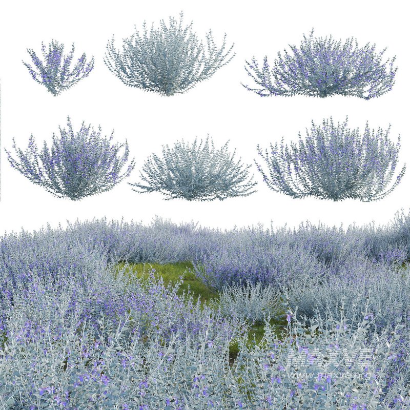 Teucrium fruticans – Bush Germander - Image 1