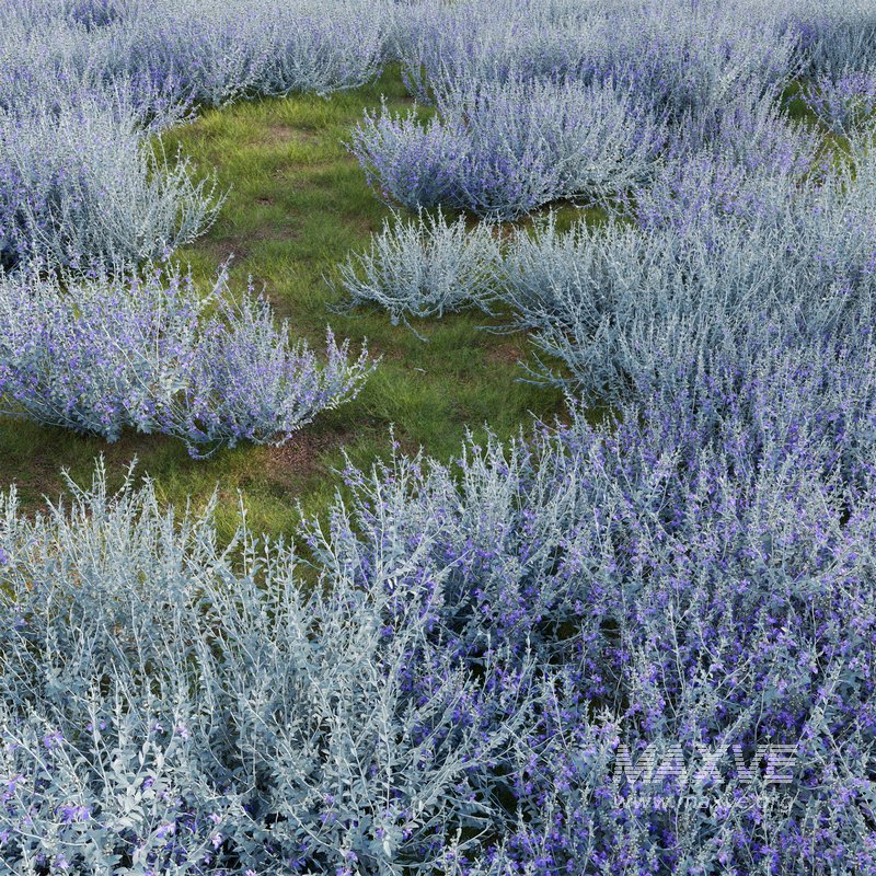 Teucrium fruticans – Bush Germander - Image 2