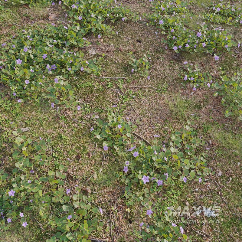 Torenia crustacea – Malaysian Lindernia - Image 2