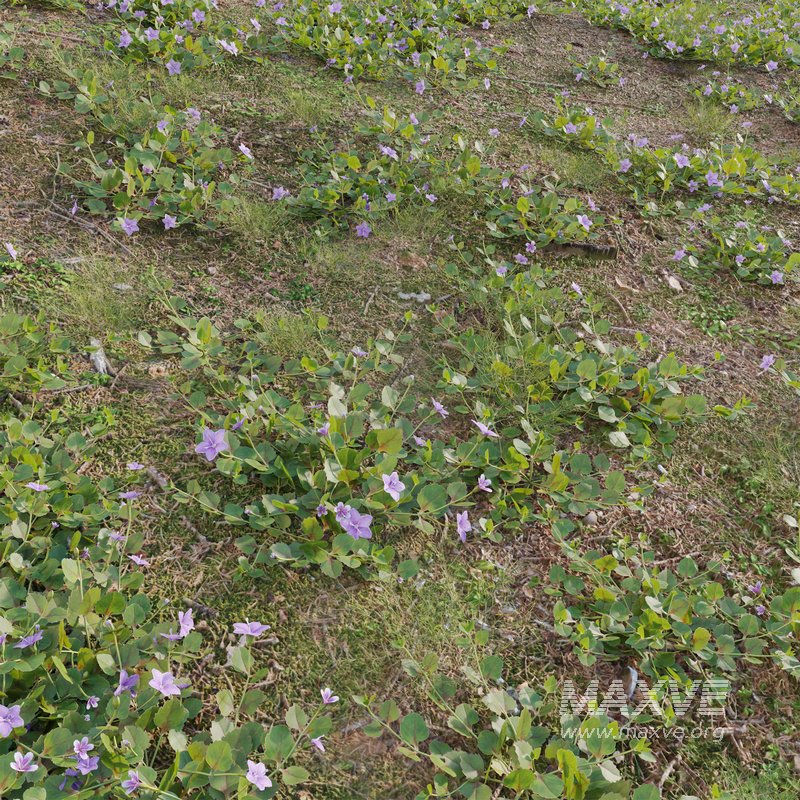 Torenia crustacea – Malaysian Lindernia - Image 3