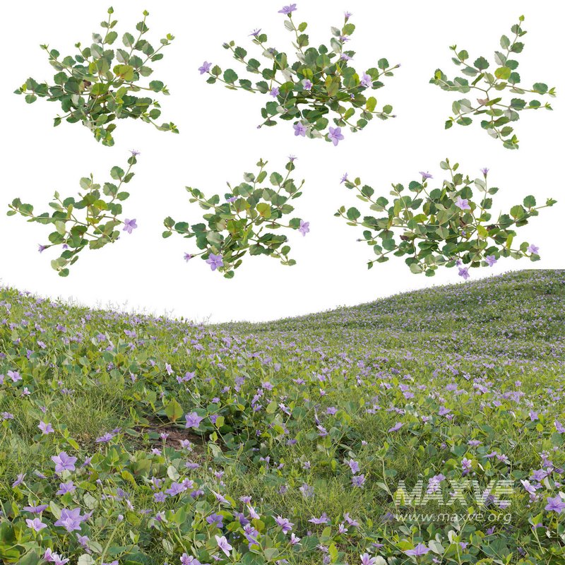 Torenia crustacea – Malaysian Lindernia - Image 1