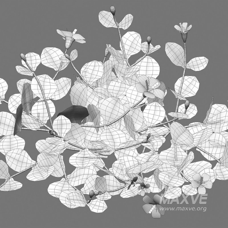 Torenia crustacea – Malaysian Lindernia - Image 5