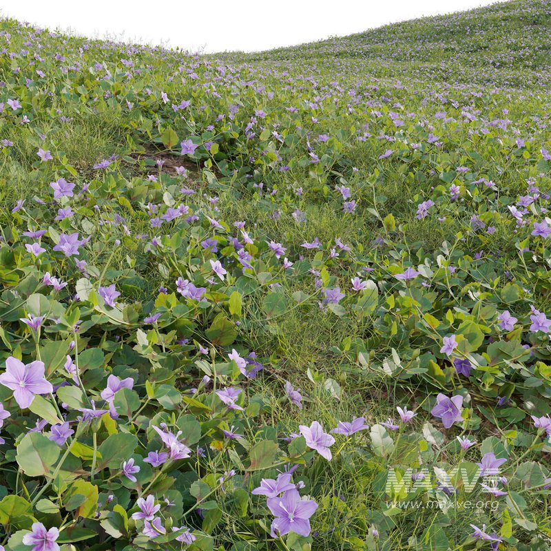 Torenia crustacea – Malaysian Lindernia - Image 4