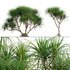 Pandanus tectorius – Screw Pine 02 - Thumbnail 1