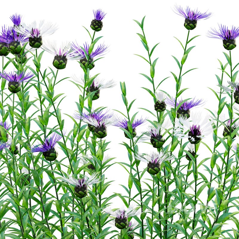 Centaurea – Cornflower – Bachelor button 01 - Image 2