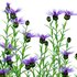 Centaurea – Cornflower – Bachelor button 01 - Thumbnail 3