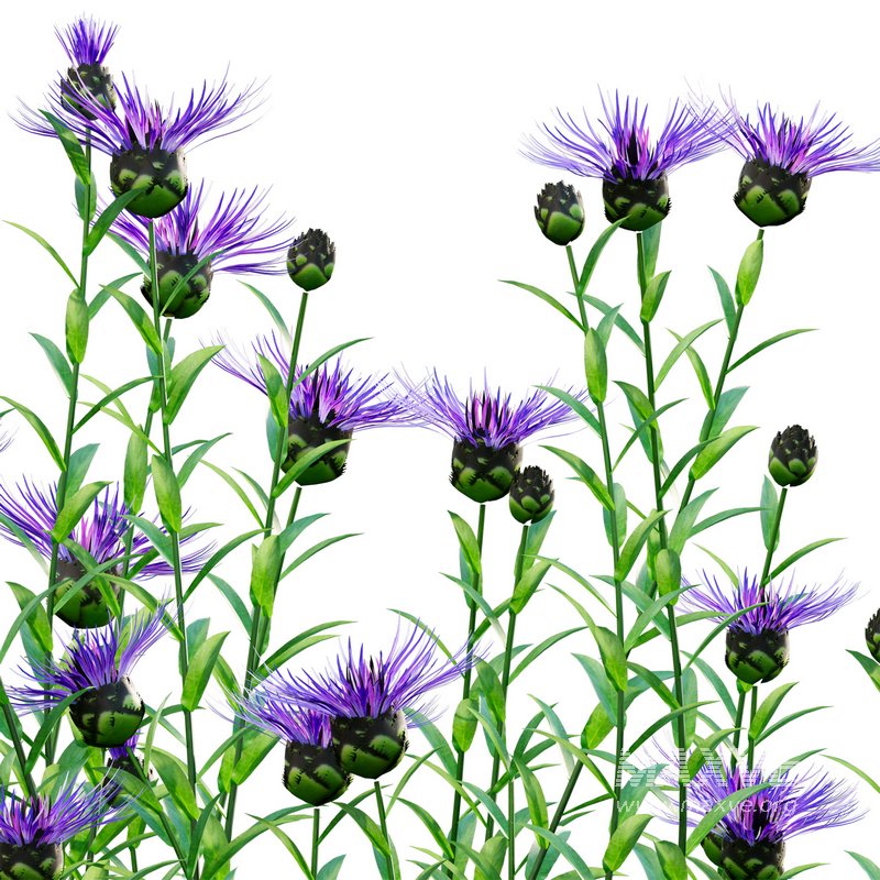 Centaurea – Cornflower – Bachelor button 01 - Image 3