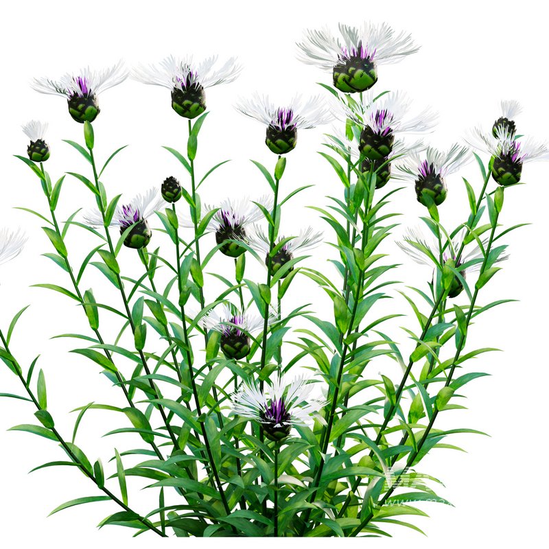 Centaurea – Cornflower – Bachelor button 02 - Image 3