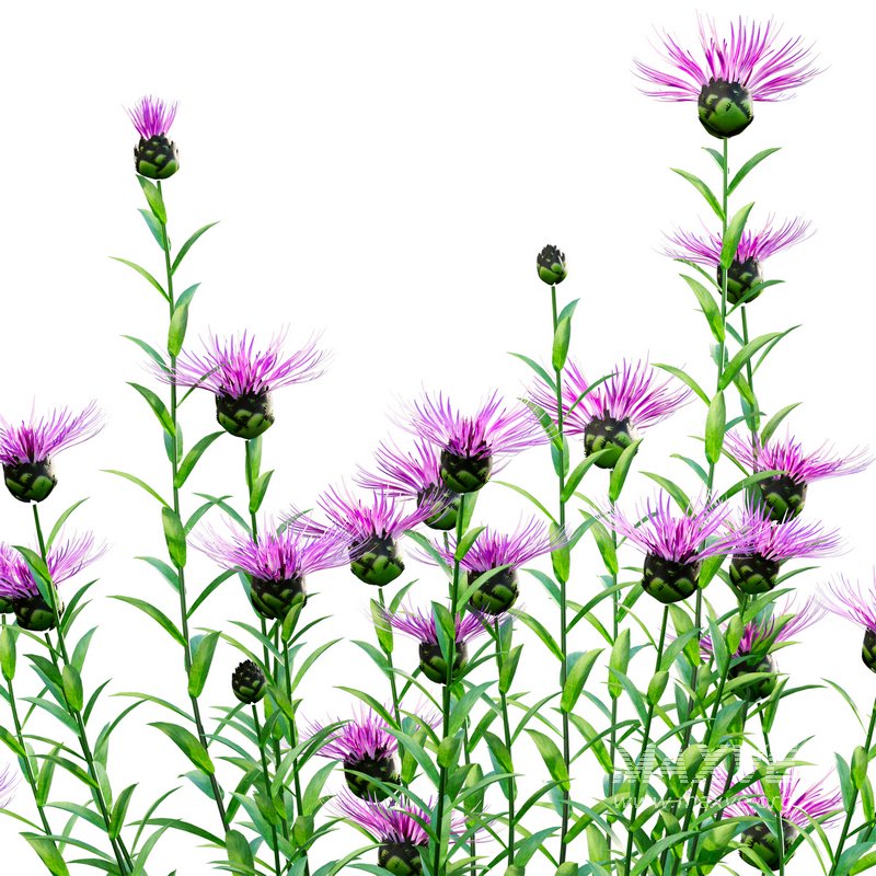 Centaurea – Cornflower – Bachelor button - Image 2