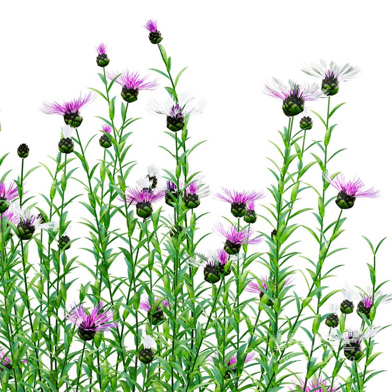 Centaurea – Cornflower – Bachelor button - Image 3