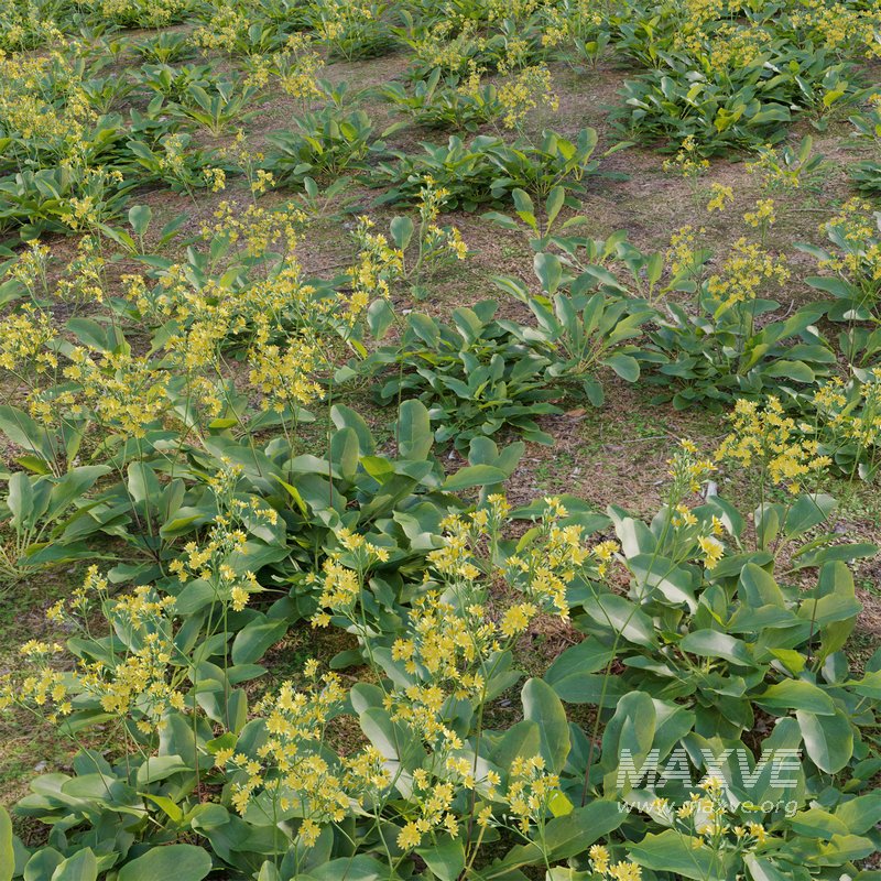 Youngia japonica grass - Image 2