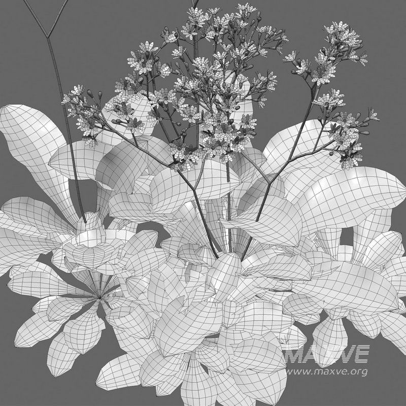 Youngia japonica grass - Image 3