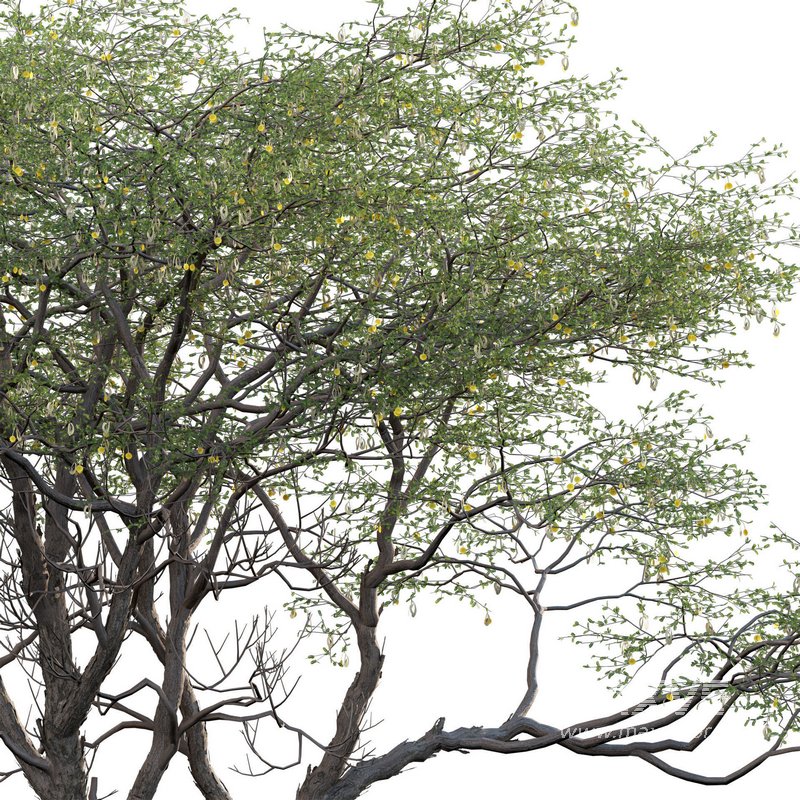 Vachellia erioloba – Camel thorn 03 - Image 2