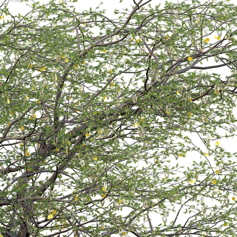 Vachellia erioloba – Camel thorn 03 - Image 3