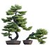Pinus sylvestris – Scotch Pine – 01 - Thumbnail 1