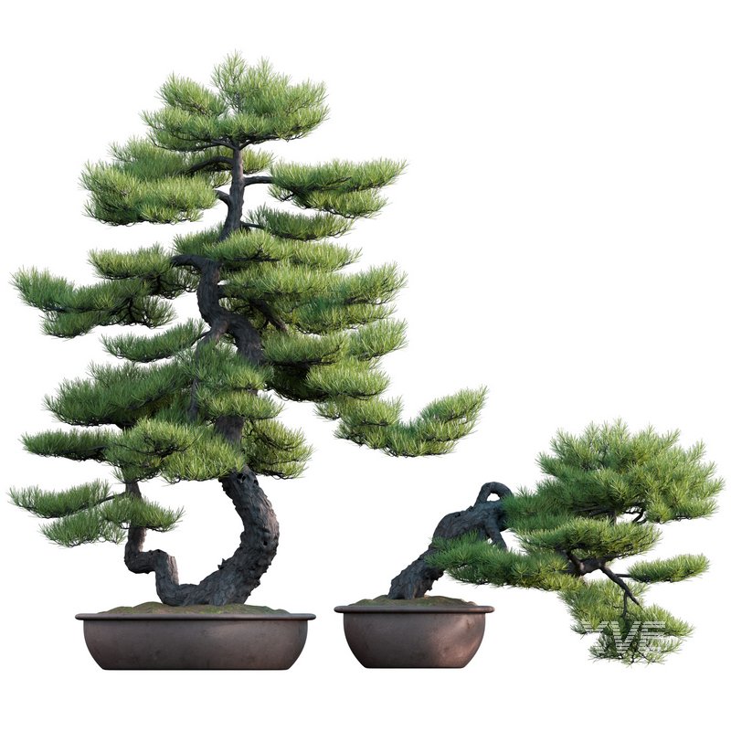 Pinus sylvestris – Scotch Pine – 01 - Image 1