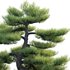 Pinus sylvestris – Scotch Pine – 01 - Thumbnail 2