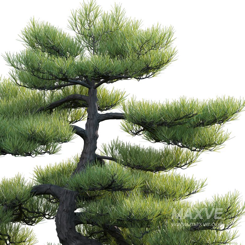 Pinus sylvestris – Scotch Pine – 01 - Image 2