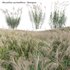 Miscanthus sacchariflorus – Silvergrass 01 - Thumbnail 1